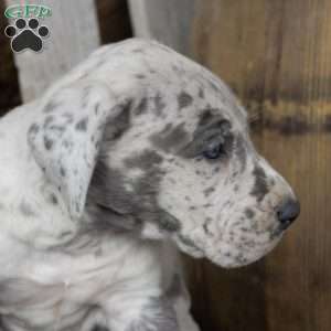 Happy, Great Dane Puppy